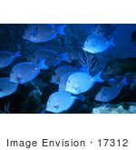 #17312 Picture Of Blue Tang Fish (Acanthurus Coeruleus) Schooling