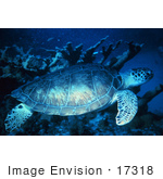 #17318 Picture Of A Green Turtle (Chelonia Mydas) At The Florida Keys National Marine Sanctuary