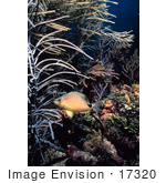 #17320 Picture Of A Butter Hamlet Fish Near Sea Rods