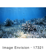 #17321 Picture Of Staghorn Corals (Acropora Cervicornis) In Seagrass Under Sun Rays