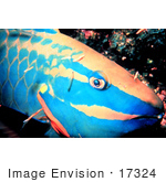 #17324 Picture Of A Spotlight Parrotfish