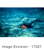 #17327 Picture Of A Horse Conch (Pleuroploca Gigantea) In Sand And Coral Rubble