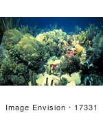 #17331 Picture Of A Shallow Water Reef Scene With Corals And Sea Life