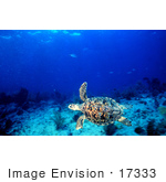 #17333 Picture Of A Green Sea Turtle (Chelonia Mydas)