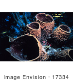 #17334 Picture Of Barrel Sponges At The Florida Keys National Marine Sanctuary