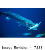 #17338 Picture Of A Barracuda Eating A Fish
