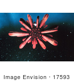 #17593 Picture Of A Slate Pencil Sea Urchin (Heterocentrotus Mammilatus)