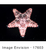 #17603 Picture Of A Starfish