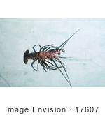 #17607 Picture Of A Banded Spiny Lobster (Panulirus Marginatus)