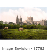 #17782 Photo Of Cows Grazing Near Southwell Minster And Cathedral Southwell Nottinghamshire England
