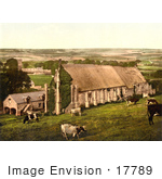 #17789 Photo Of Cows Grazing Near The Abbey Barn In Abbotsbury England