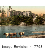 #17793 Photo Of Three Cows On The Shore Of River Wharfe In Front Of The Ruins Of Bolton Abbey