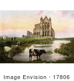 #17806 Photo Of Cows Grazing Near The Pond At Sunset At Whitby Abbey In Yorkshire England