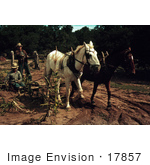 #17857 Photo Of Men Using Horses To Harvest Corn In A Crop