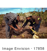 #17858 Photo Of Two Male Farmers Inspecting Corn Roots During A Harvest