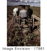 #17861 Photo Of A Farmer Riding A Horse Drawn Plough To Turn Up Pinto Beans
