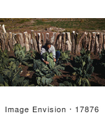 #17876 Photo Of A Male Farmer Tying Up Cauliflower In A Crop