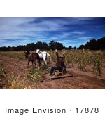 #17878 Photo Of Farmers Riding On A Horse Drawn Tool While Harvesting Corn