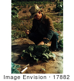 #17882 Photo Of A Male Farmer Crouching And Preparing To Cut A Head Of Cabbage