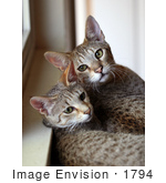 #1794 Picture Of Two Savannah Kittens By A Window