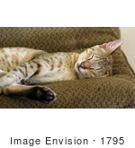 #1795 Picture of a Savannah Cat Sleeping on a Couch by Jamie Voetsch