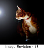 #18 Picture Of A Cat Looking Into Light
