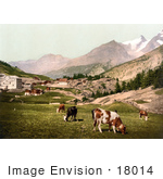 #18014 Picture Of Cattle Grazing At The Village Of Saas Fee In The Swiss Alps Valais Switzerland