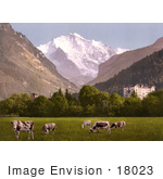 #18023 Picture Of Cows Grazing At Hoheweg Near Jungfrau Interlaken Bernese Oberland Switzerland