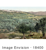 #18400 Photo Of The Village Of Samaria Holy Land Israel