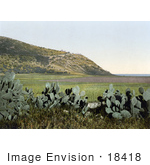 #18418 Photo Of Cactus Plants And Mount Carmel Holy Land Israel