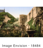 #18484 Photo Of Vines Covering The Ruins Of The Virgin’S Crypt St Bavon Abbey Ghent Belgium