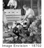 #18702 Black And White Photo Of Men Boxing Pineapples For Shipment After Harvest
