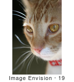#19 Cat Portrait