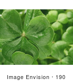#190 Photograph Of Clovers On A Shamrock Plant
