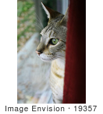#19357 Photo Of An 8 Month Male F4 Savannah Kitten With Green Eyes Looking Out A Window