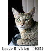 #19358 Photo Of An 8 Month Female F4 Savannah Kitten Cat