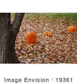 #19361 Photo Of Three Carved Halloween Pumpkins On Fallen Leaves By A Tree Trunk