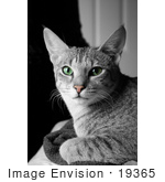 #19365 Photo Of An 8 Month Female F4 Savannah Kitten Cat With Green Eyes And A Pink Nose