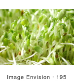 #195 Photo of Alfalfa Sprouts by Jamie Voetsch