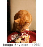 #1953 Cat Sneaking Human Food