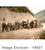 #19537 Photo Of Men And Cows With Wagons On A Dirt Road In Bosnia