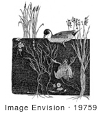#19759 Photo Of Dabbler And Diving Ducks One On The Surface One Underwater