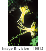 #19812 Photo Of Two Yellow Columbine Flowers (Aquilegia Flavescens)