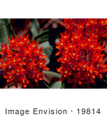#19814 Photo Of Red Butterfly Weed Flowers