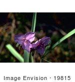 #19815 Photo Of Purple Spiderwort Flowers