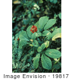 #19817 Photo Of American Ginseng (Panax Quinquefolius) Berries