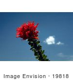 #19818 Photo Of Red Ocotillo Coachwhip Jacob’S Staff And Vine Cactus Flowers (Fouquieria Splendens)
