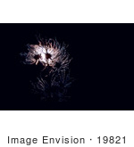#19821 Photo Of Seedheads Of Apache Plume Flowers Lit Against Darkness