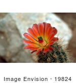 #19824 Photo Of Pink And Yellow Cactus Flower