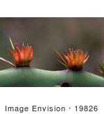 #19826 Photo Of Prickly Pear Cactus Flowers